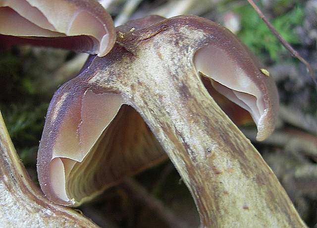 Cortinarius spec. Cod.:2899-07